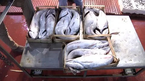 Fish Stock Footage 8963463