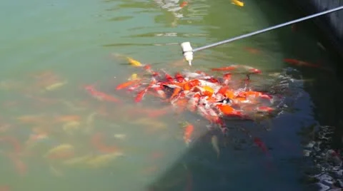 Fish Stock Footage 10592488