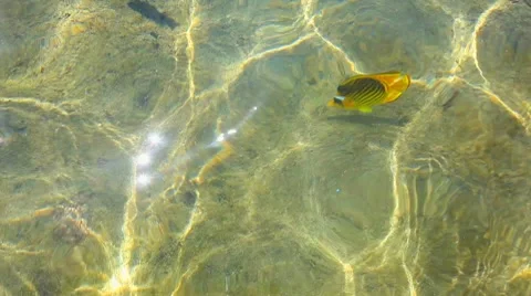 Fish Stock Footage 10785879