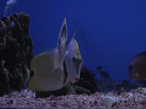 Fish 動画素材 10806224