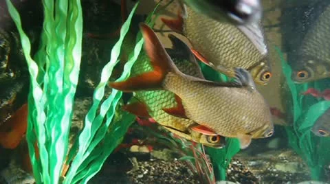 Fish Stock Footage 10818742