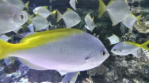 Fish Stock Footage 10839780