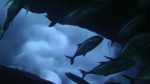 Fish Video stock 11067181