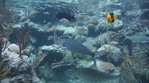 Fish Stock Footage 11146925