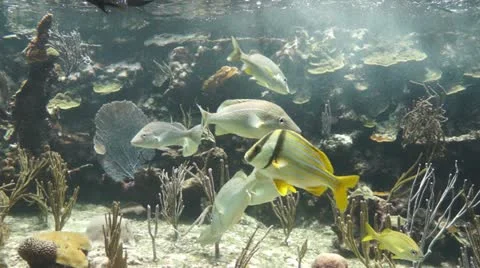 Fish Stock Footage 11147078