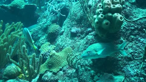 Fish Stock Footage 11147140