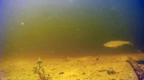 Fish 스톡 동영상 11442963