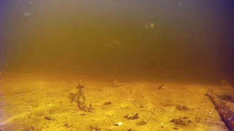 Fish 스톡 동영상 11442999