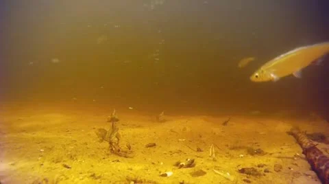 Fish 스톡 동영상 11443063