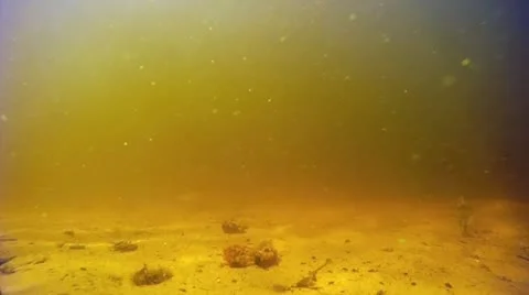 Fish Stock Footage