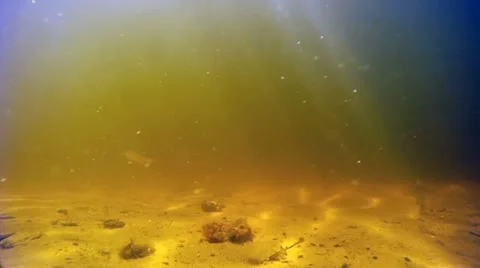 Fish 스톡 동영상 11443068