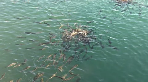 Fish Stock Footage 12050408