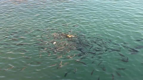 Fish Stock Footage 12050437