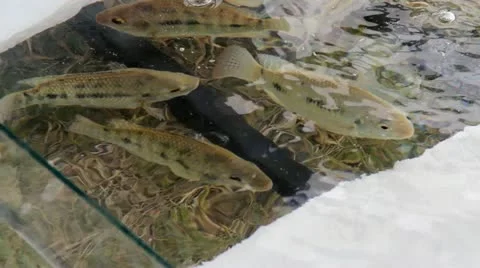 Fish Stock Footage 12255422