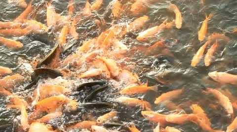 Fish Video stock 12445451