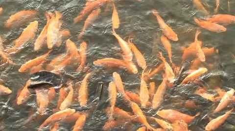 Fish Stock Footage 12446167