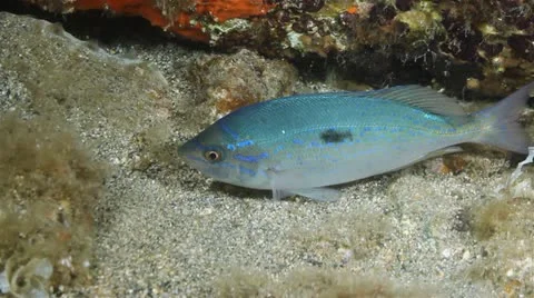 Fish 動画素材 12526286