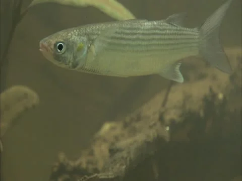 A fish Stock Footage 12760744