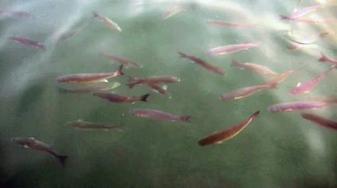 Fish Video stock 22201290