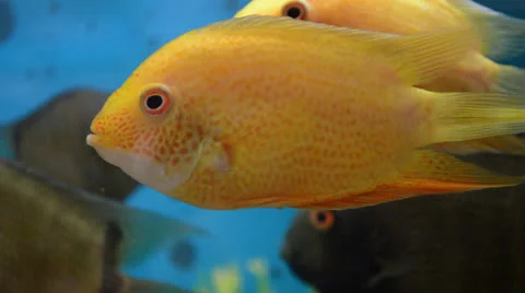 Fish Vídeo Stock 23616479