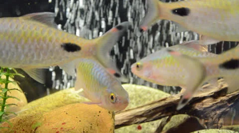 Fish Vídeo Stock 23616694