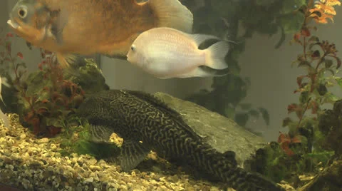 The fish Stock Footage 25781543
