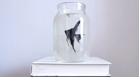 Fish 스톡 동영상 27899890