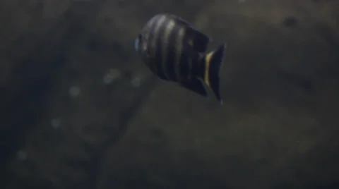 Fish Stock Footage 32481147