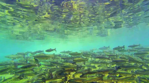 Fish Stock Footage 32659347