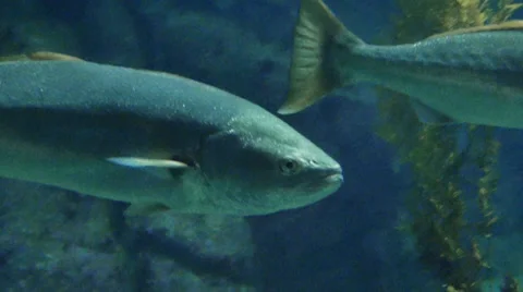 Fish Vidéo 35460877