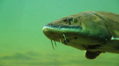 Fish Vidéo 36136036