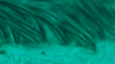 Fish. Stock Footage 42881804