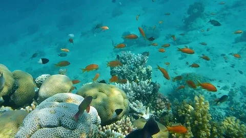 Fish Stock Footage 76027431