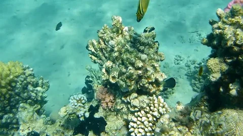 Fish Vídeo Stock 76044093