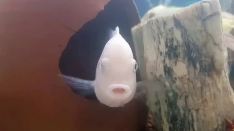 Fish Stock Footage 83875990