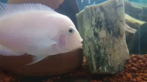 Fish Stock Footage 83875991