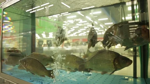 Fish 動画素材 91782517