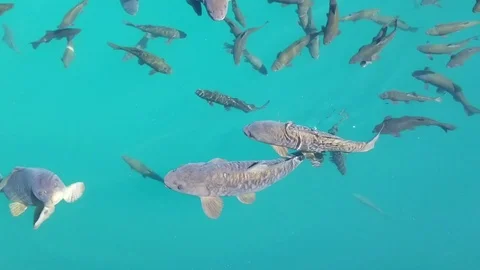 Fish Video stock 93324597