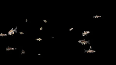 Fish Stock Footage 95270073