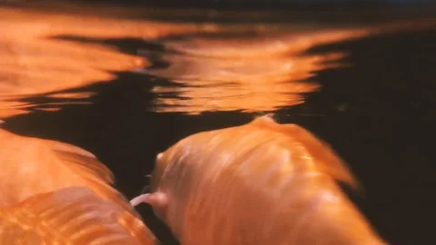 Fish Stock Footage 100960141