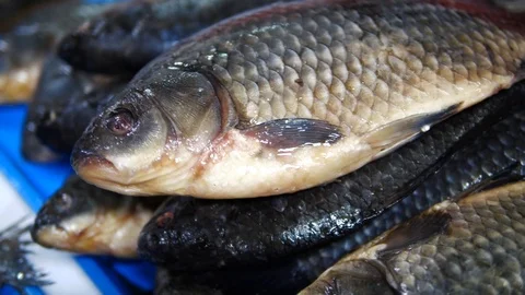 A fish Stock Footage 104102117