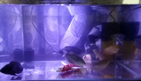 Fish Stock Footage 106648056