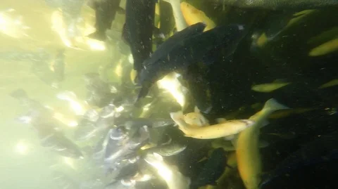 Fish Stock Footage 106949972