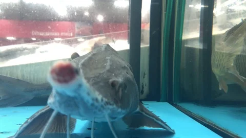 Fish 스톡 동영상 113797093