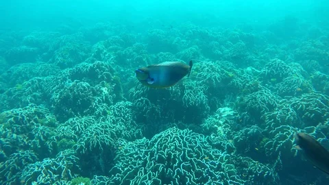 Fish Stock Footage 115562808