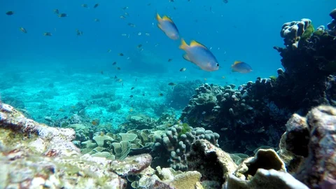 Fish Stock Footage 115562822