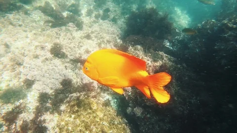 Fish Stock Footage 116397908