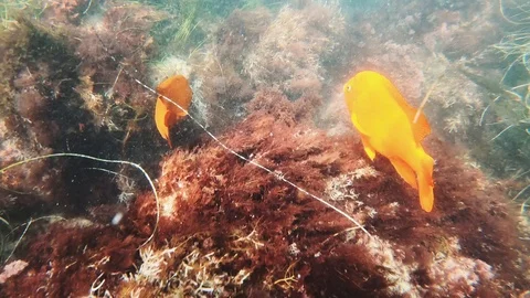 Fish Stock Footage 116397938