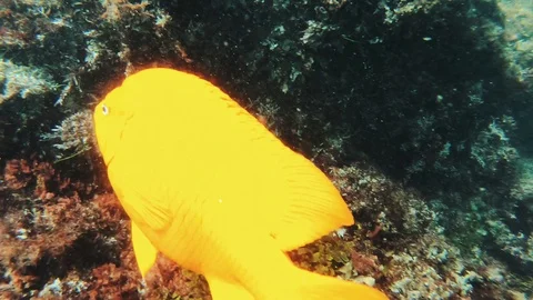 Fish Stock Footage 116398017