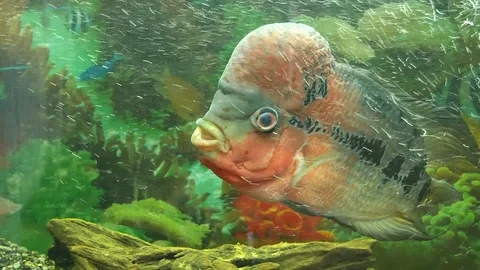 Fish Video stock 117338939